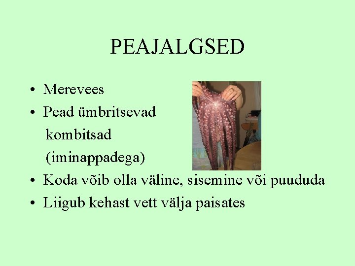 PEAJALGSED • Merevees • Pead ümbritsevad kombitsad (iminappadega) • Koda võib olla väline, sisemine