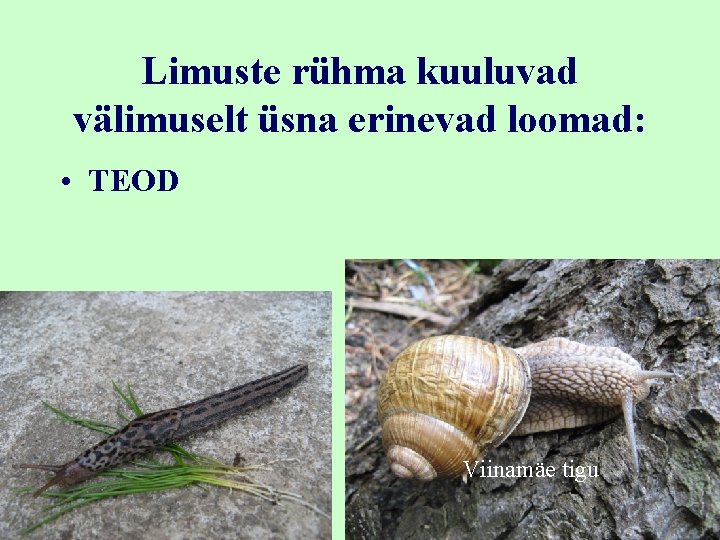 Limuste rühma kuuluvad välimuselt üsna erinevad loomad: • TEOD Viinamäe tigu 