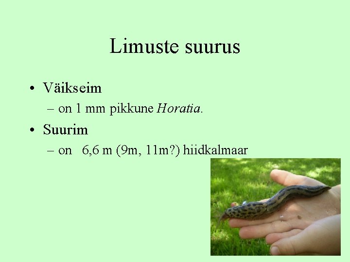 Limuste suurus • Väikseim – on 1 mm pikkune Horatia. • Suurim – on