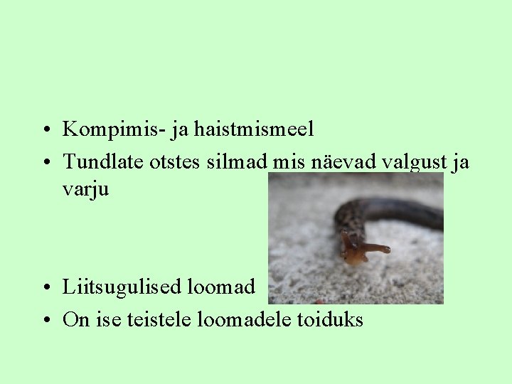  • Kompimis- ja haistmismeel • Tundlate otstes silmad mis näevad valgust ja varju