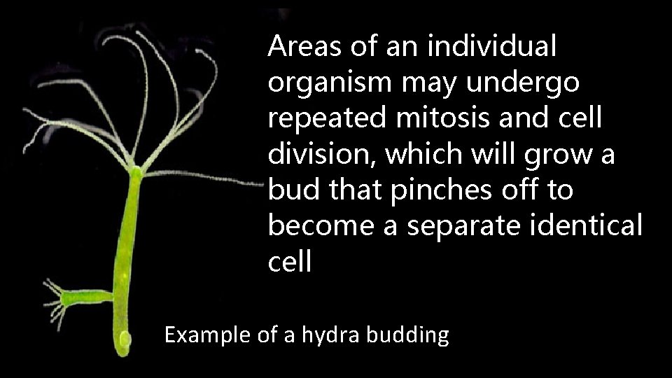 Areas of an individual organism may undergo repeated mitosis and cell division, which will