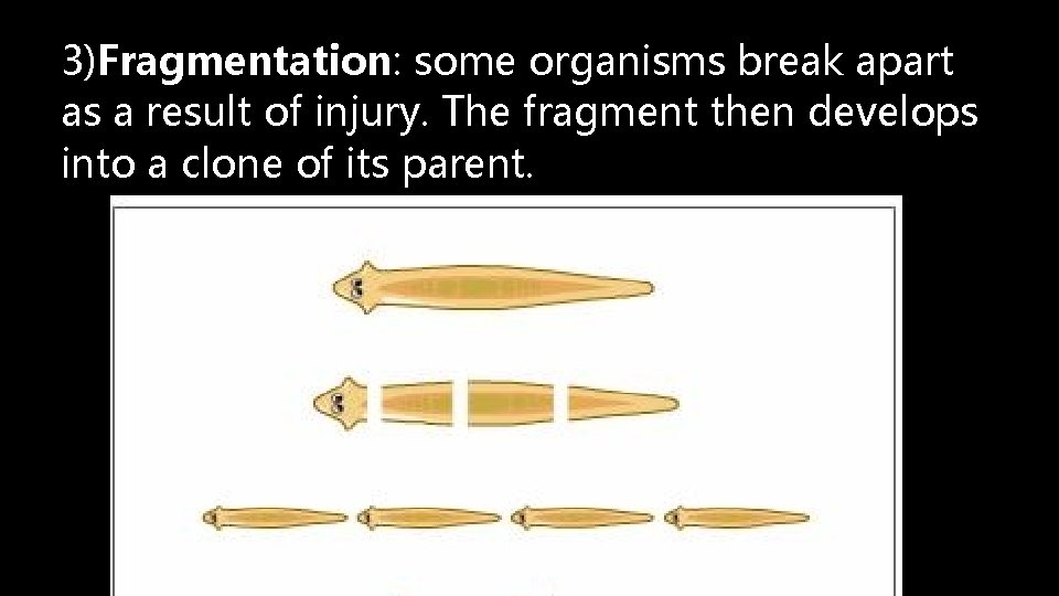 3)Fragmentation: some organisms break apart as a result of injury. The fragment then develops