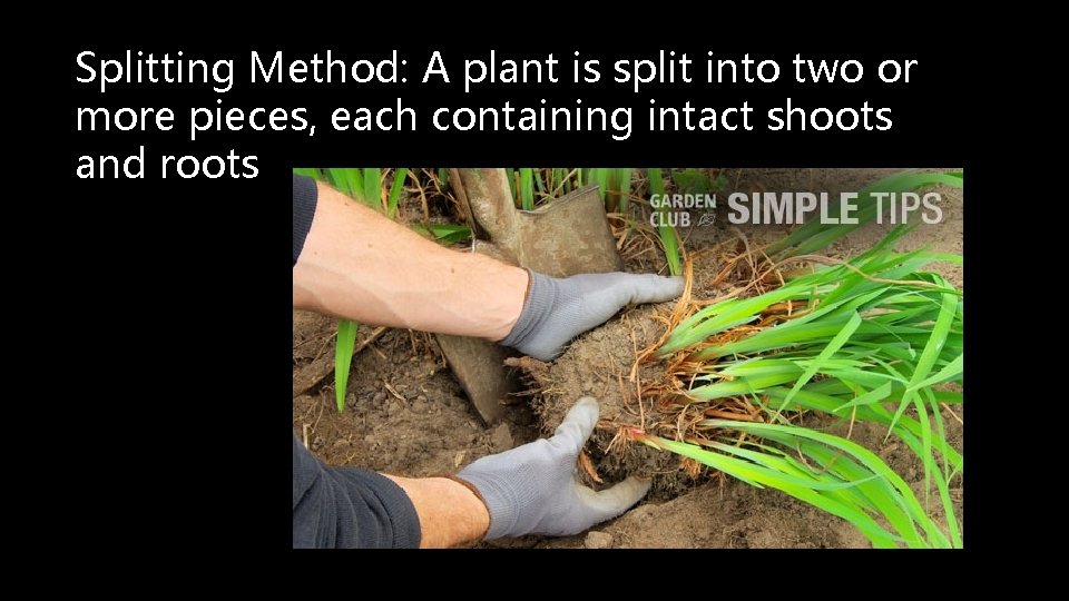 Splitting Method: A plant is split into two or more pieces, each containing intact