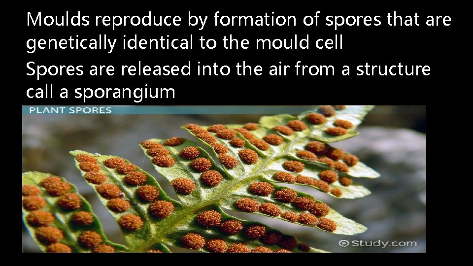 Moulds reproduce by formation of spores that are genetically identical to the mould cell