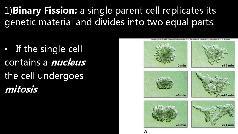 1)Binary Fission: a single parent cell replicates its genetic material and divides into two