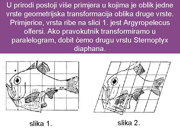 U prirodi postoji više primjera u kojima je oblik jedne vrste geometrijska transformacija oblika