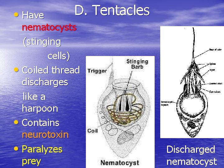  • Have D. Tentacles nematocysts (stinging cells) • Coiled thread discharges like a