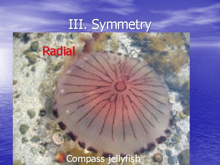 III. Symmetry Radial Compass jellyfish 
