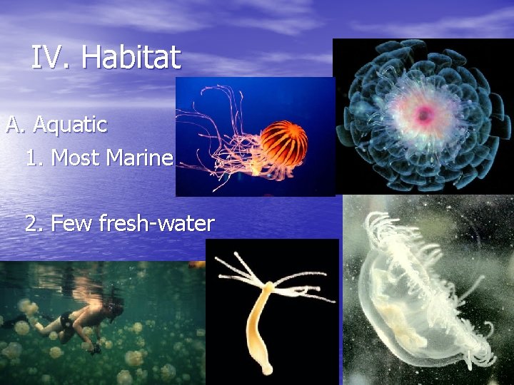 IV. Habitat A. Aquatic 1. Most Marine 2. Few fresh-water 