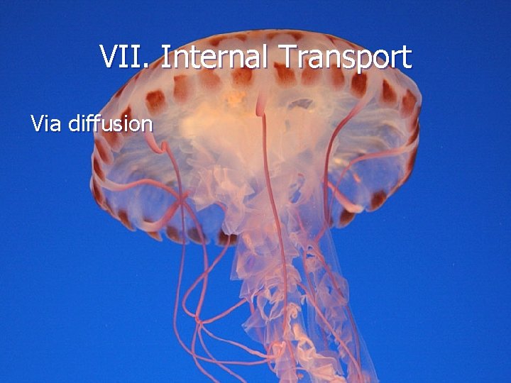 VII. Internal Transport Via diffusion 