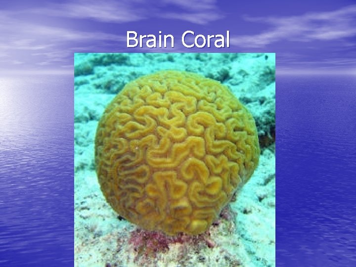 Brain Coral 