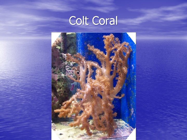 Colt Coral 