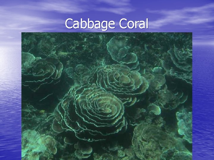 Cabbage Coral 