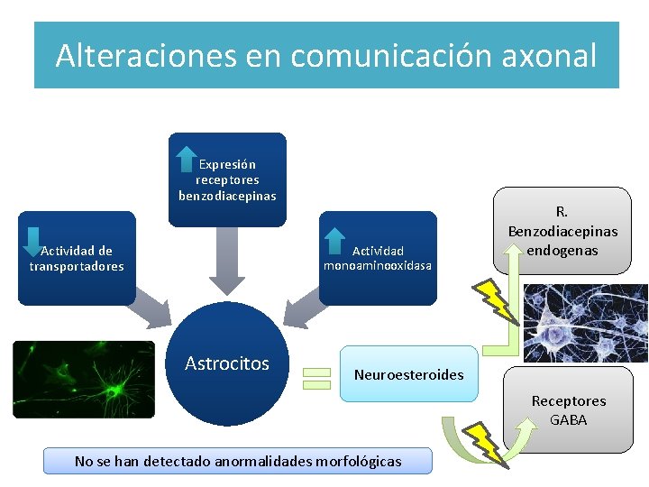 Alteraciones en comunicación axonal Expresión receptores benzodiacepinas Actividad de transportadores Actividad monoaminooxidasa Astrocitos R.