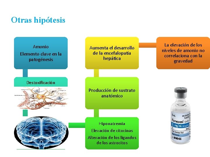 Otras hipótesis Amonio Elemento clave en la patogénesis Aumenta el desarrollo de la encefalopatía