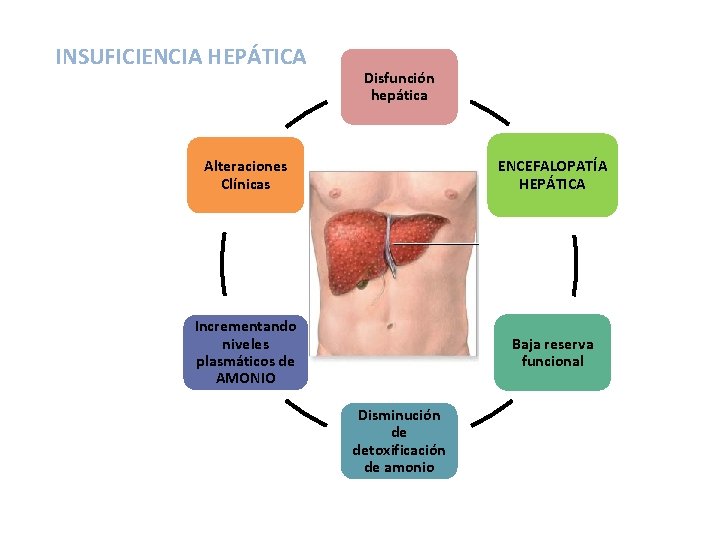 INSUFICIENCIA HEPÁTICA Disfunción hepática Alteraciones Clínicas ENCEFALOPATÍA HEPÁTICA Incrementando niveles plasmáticos de AMONIO Baja