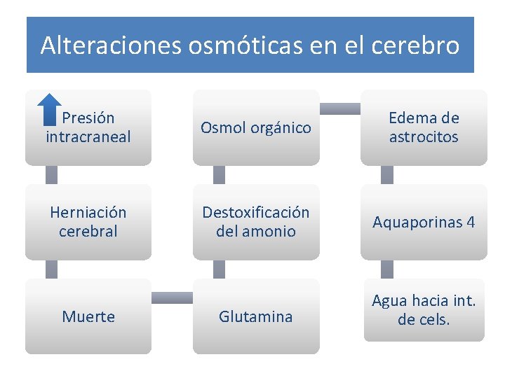 Alteraciones osmóticas en el cerebro Presión intracraneal Osmol orgánico Edema de astrocitos Herniación cerebral