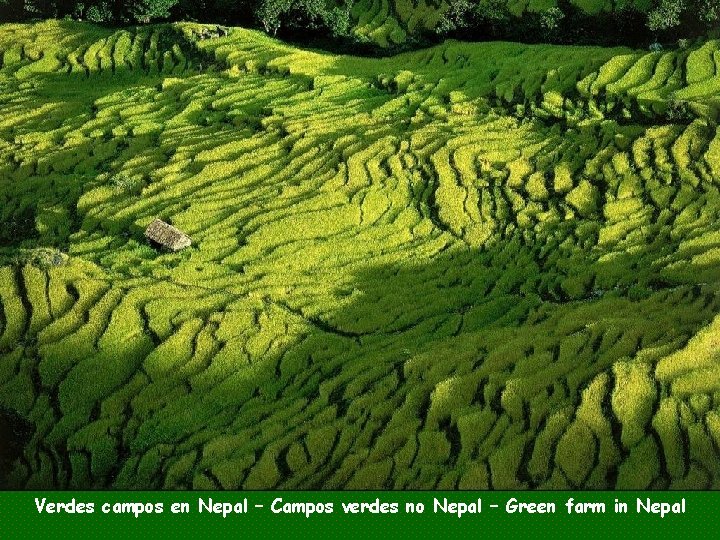 Verdes campos en Nepal – Campos verdes no Nepal – Green farm in Nepal