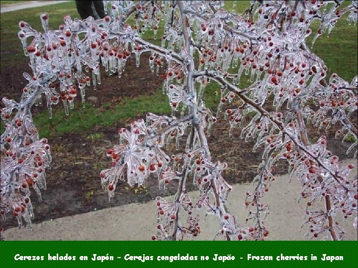 Cerezos helados en Japón – Cerejas congeladas no Japão - Frozen cherries in Japan