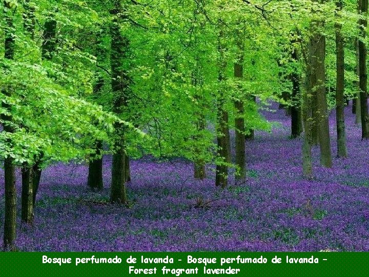 Bosque perfumado de lavanda - Bosque perfumado de lavanda – Forest fragrant lavender 