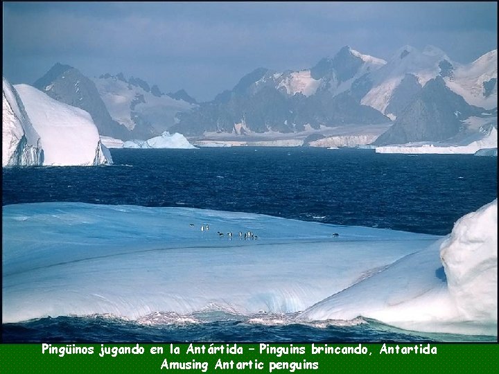 Pingüinos jugando en la Antártida – Pinguins brincando, Antartida Amusing Antartic penguins 