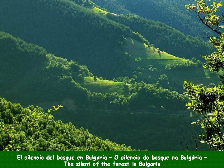 El silencio del bosque en Bulgaria – O silencio do bosque na Bulgária –