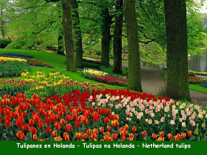 Tulipanes en Holanda – Tulipas na Holanda – Netherland tulips 