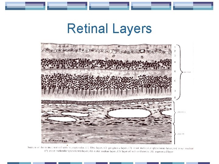 Retinal Layers 