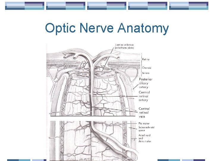 Optic Nerve Anatomy 