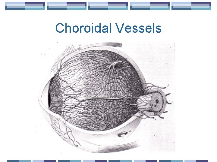 Choroidal Vessels 