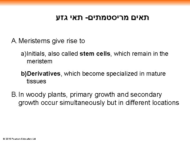  תאי גזע - תאים מריסטמתים A. Meristems give rise to a)Initials, also called