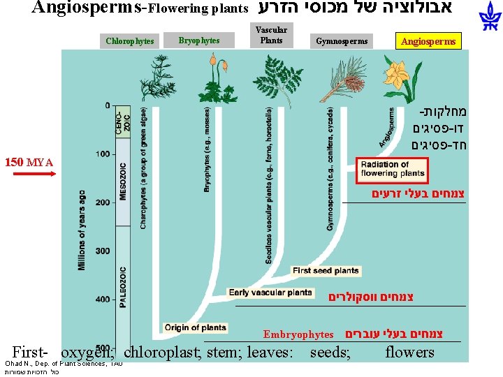 Angiosperms-Flowering plants אבולוציה של מכוסי הזרע Chlorophytes Bryophytes Vascular Plants Gymnosperms Angiosperms - מחלקות