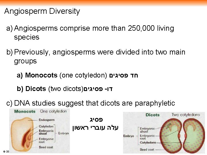 Angiosperm Diversity a) Angiosperms comprise more than 250, 000 living species b) Previously, angiosperms