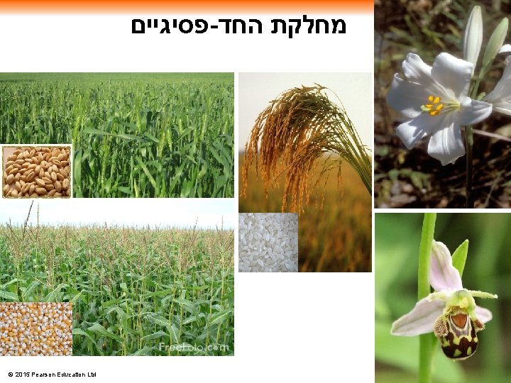  פסיגיים - מחלקת החד © 2015 Pearson Education Ltd 