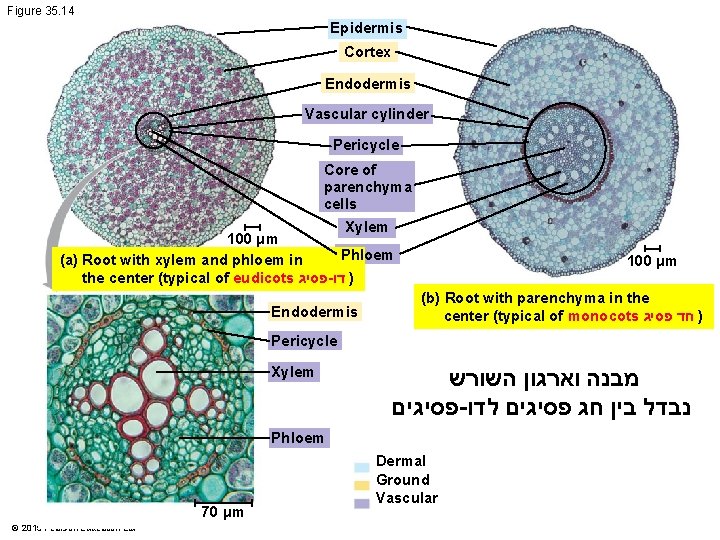 Figure 35. 14 Epidermis Cortex Endodermis Vascular cylinder Pericycle Core of parenchyma cells Xylem