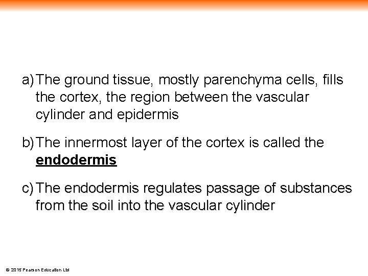 a) The ground tissue, mostly parenchyma cells, fills the cortex, the region between the
