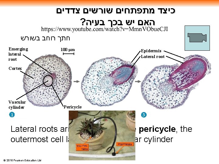  כיצד מתפתחים שורשים צדדים ? האם יש בכך בעיה חתך רוחב בשורש Emerging