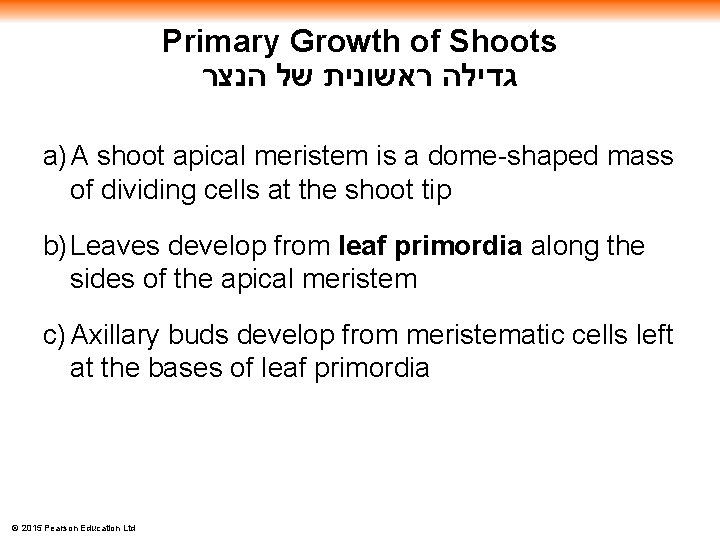 Primary Growth of Shoots גדילה ראשונית של הנצר a) A shoot apical meristem is