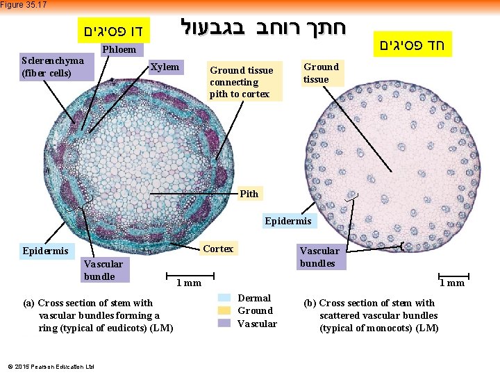 Figure 35. 17 חתך רוחב בגבעול דו פסיגים Sclerenchyma (fiber cells) Phloem Xylem Ground