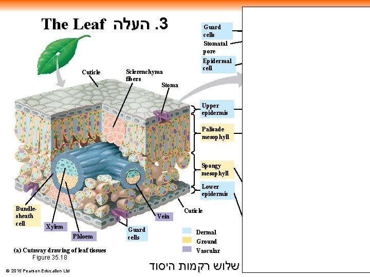 The Leaf העלה. 3 Cuticle 50 μm Guard cells Stomatal pore Epidermal cell Sclerenchyma