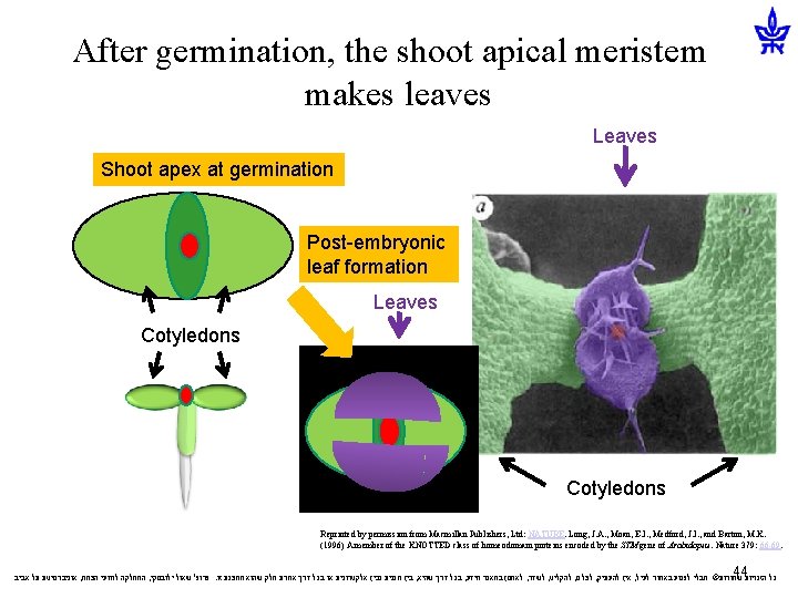 After germination, the shoot apical meristem makes leaves Leaves Shoot apex at germination Post-embryonic