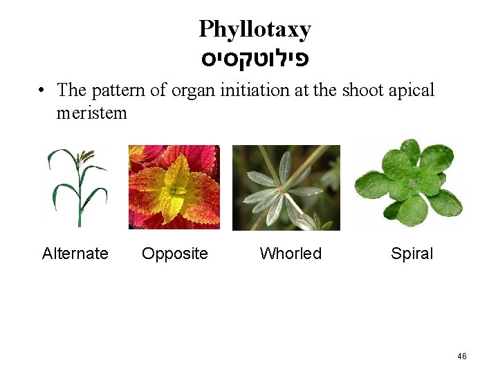 Phyllotaxy פילוטקסיס • The pattern of organ initiation at the shoot apical meristem Alternate