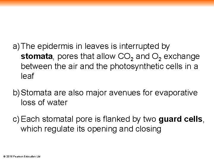 a) The epidermis in leaves is interrupted by stomata, pores that allow CO 2