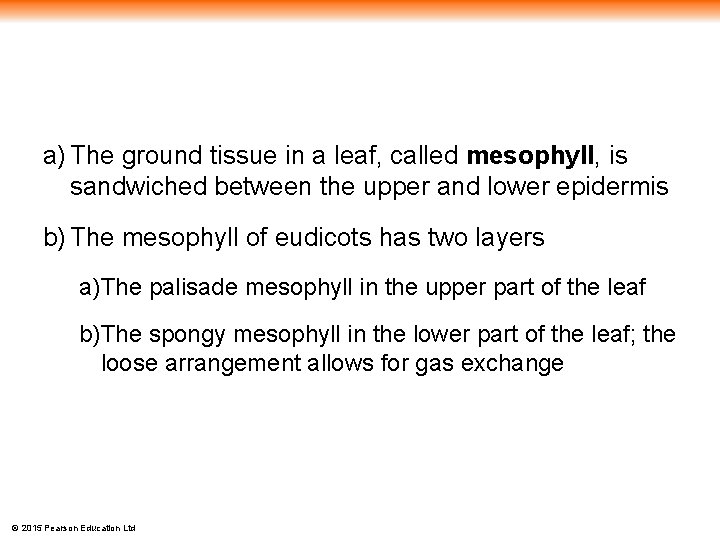 a) The ground tissue in a leaf, called mesophyll, is sandwiched between the upper