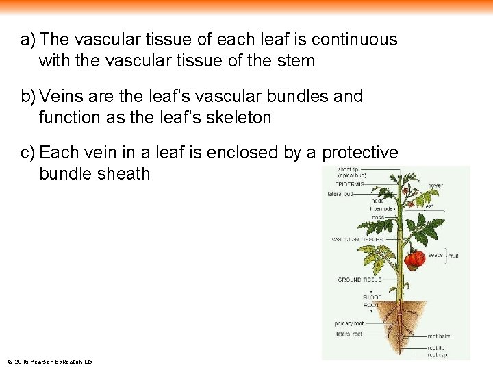 a) The vascular tissue of each leaf is continuous with the vascular tissue of