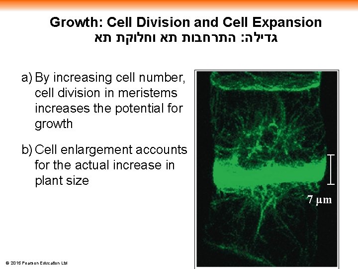 Growth: Cell Division and Cell Expansion התרחבות תא וחלוקת תא : גדילה a) By