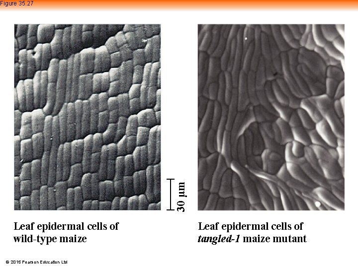 30 μm Figure 35. 27 Leaf epidermal cells of wild-type maize © 2015 Pearson