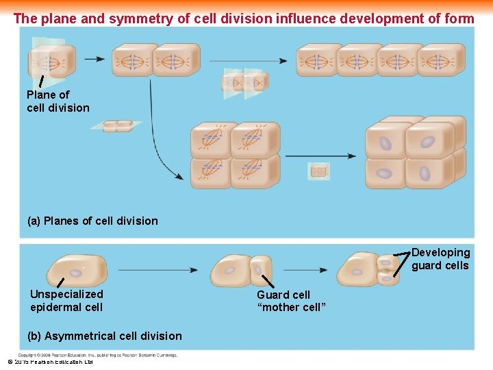 The plane and symmetry of cell division influence development of form Plane of cell