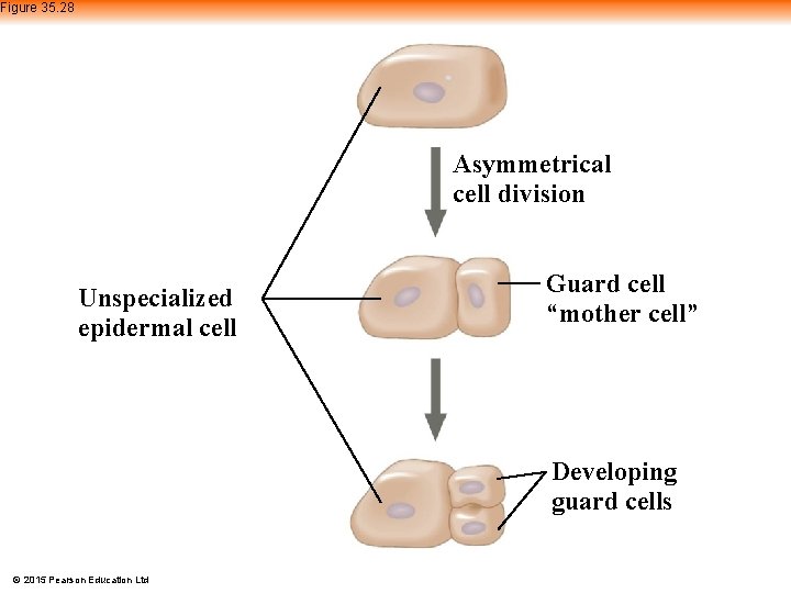 Figure 35. 28 Asymmetrical cell division Unspecialized epidermal cell Guard cell “mother cell” Developing