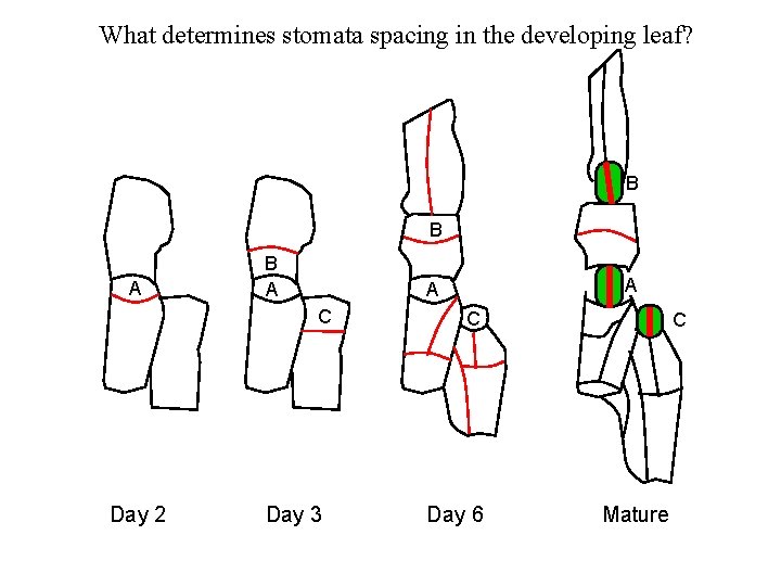 What determines stomata spacing in the developing leaf? B B A C Day 2